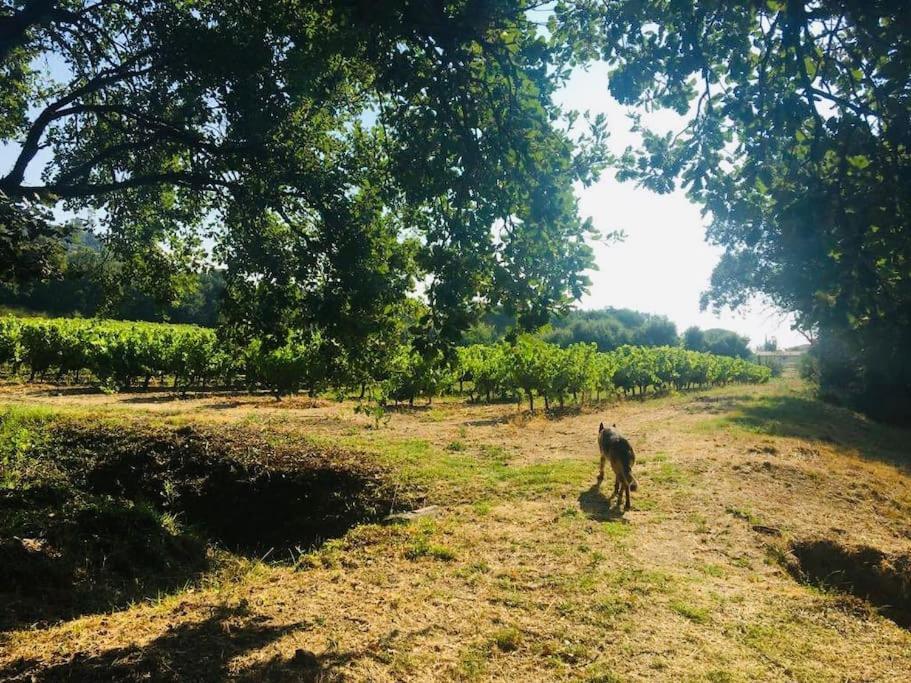 Villa Provencale Familiale Avec Piscine Grimaud Esterno foto